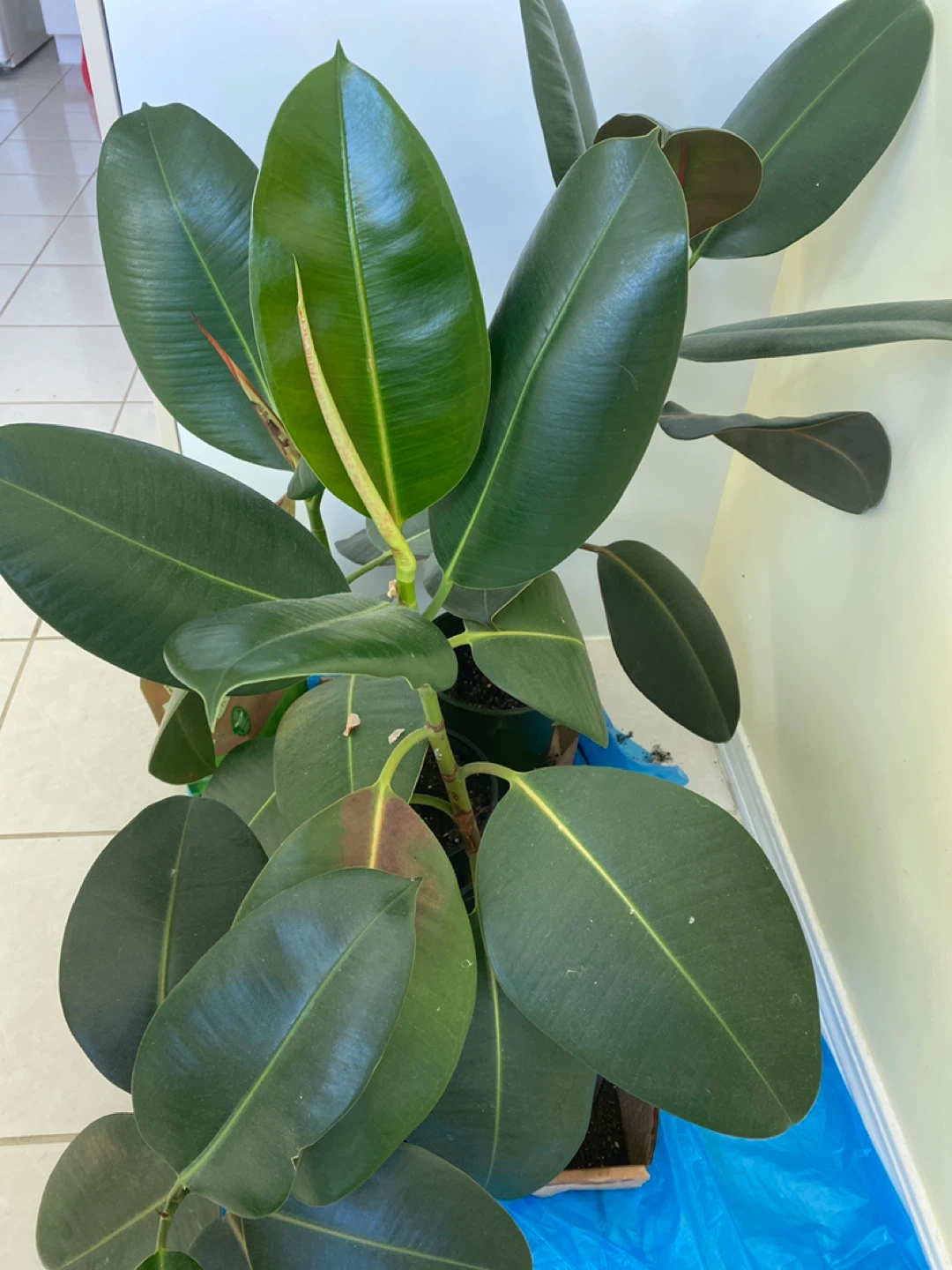 Rubber Plant
