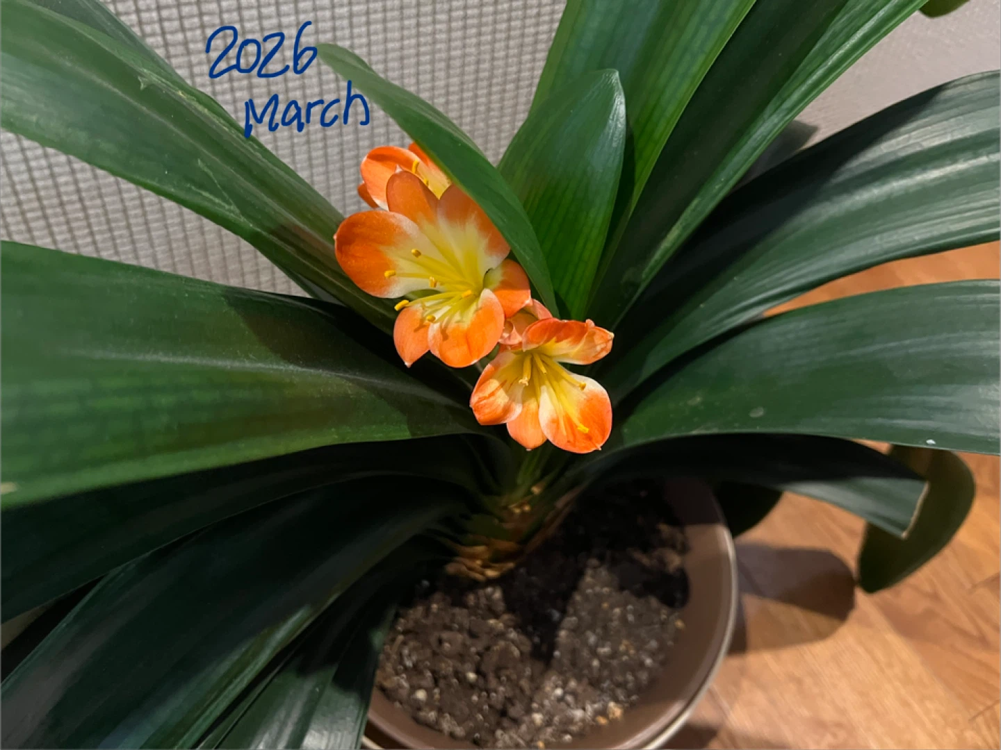 Healthy Clivia Plant w Big Leaves - $80 - photo 2