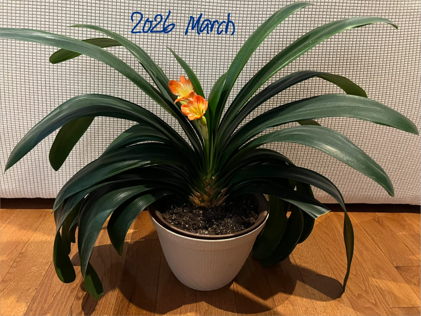 Healthy Clivia Plant w Big Leaves - $80