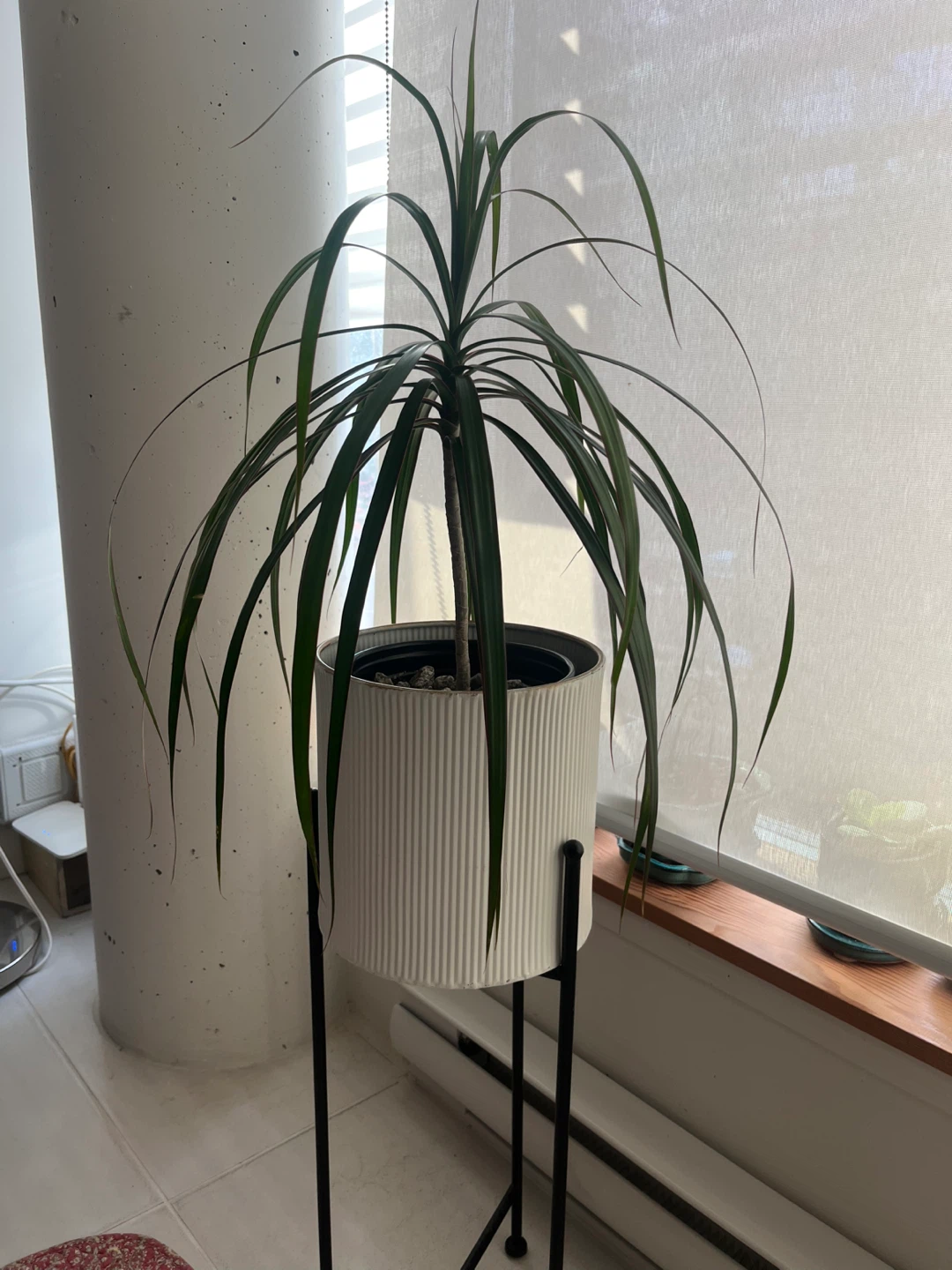 Dracaena Plant in White Ribbed Pot with Stand