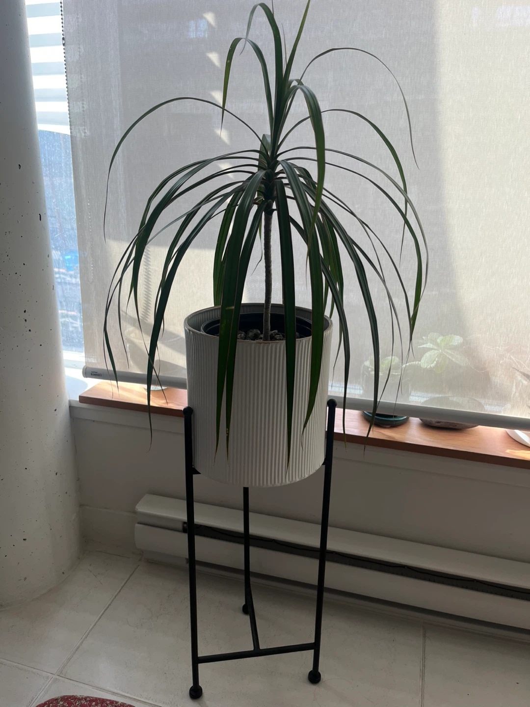 Dracaena Plant in White Ribbed Pot with Stand - photo 2