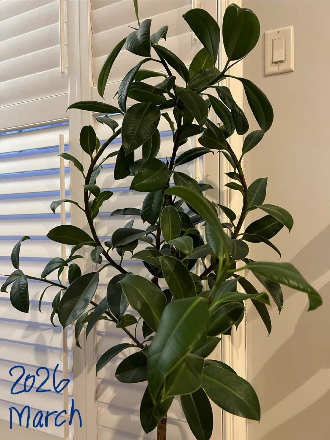 EasyCare HealthyGrown BeautifulShape Rubber Tree Only $90 Now!!! - photo 2