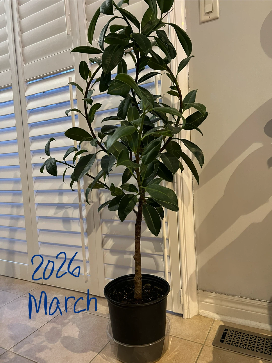 EasyCare HealthyGrown BeautifulShape Rubber Tree Only $90 Now!!!