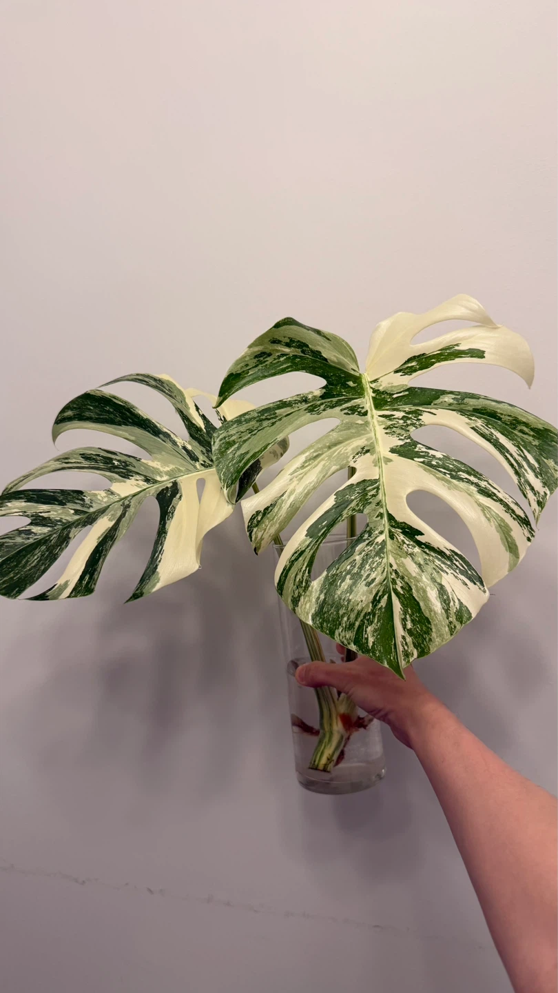 Monstera Albo top cut