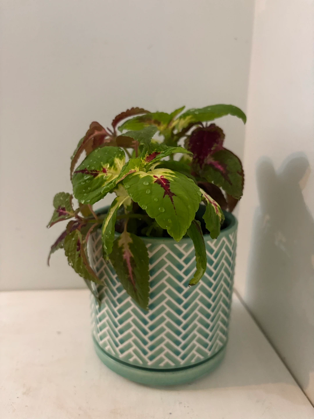 💚Coleus Plant in Decorative Pot🩵 - photo 2