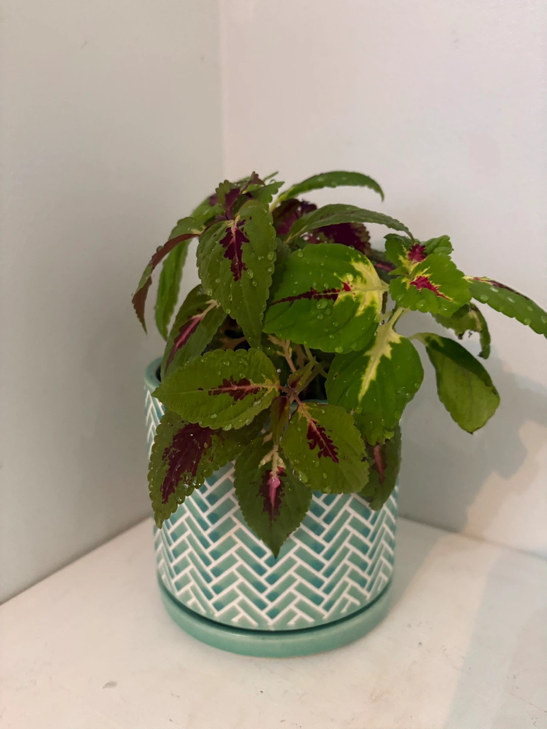 💚Coleus Plant in Decorative Pot🩵
