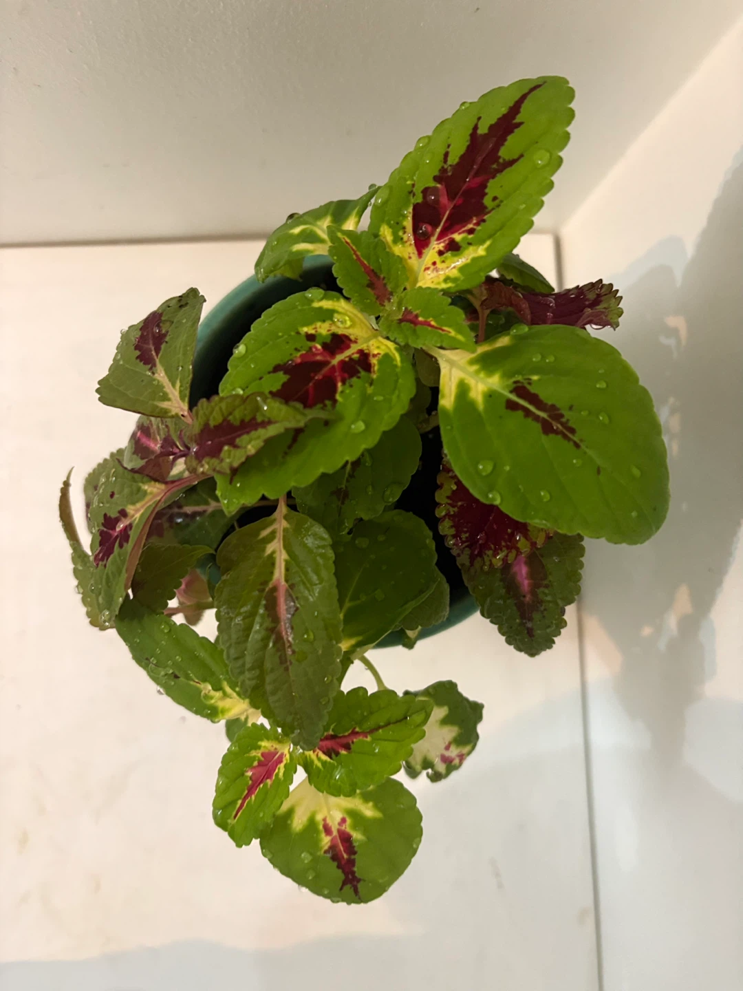 💚Coleus Plant in Decorative Pot🩵 - photo 3