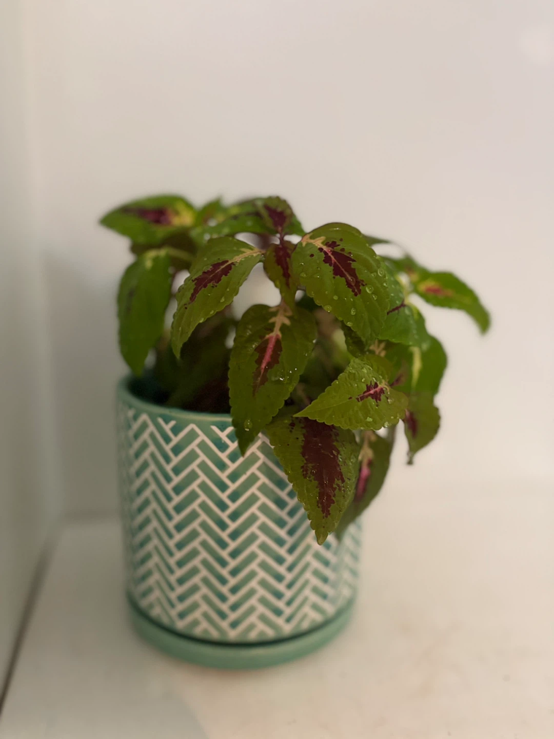 💚Coleus Plant in Decorative Pot🩵 - photo 4
