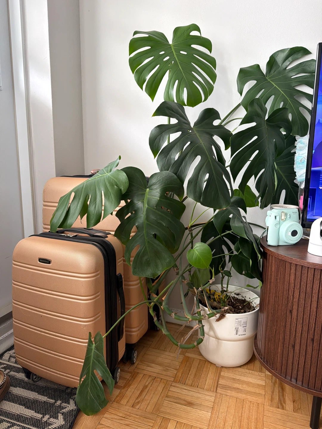 Monstera Deliciosa Plant