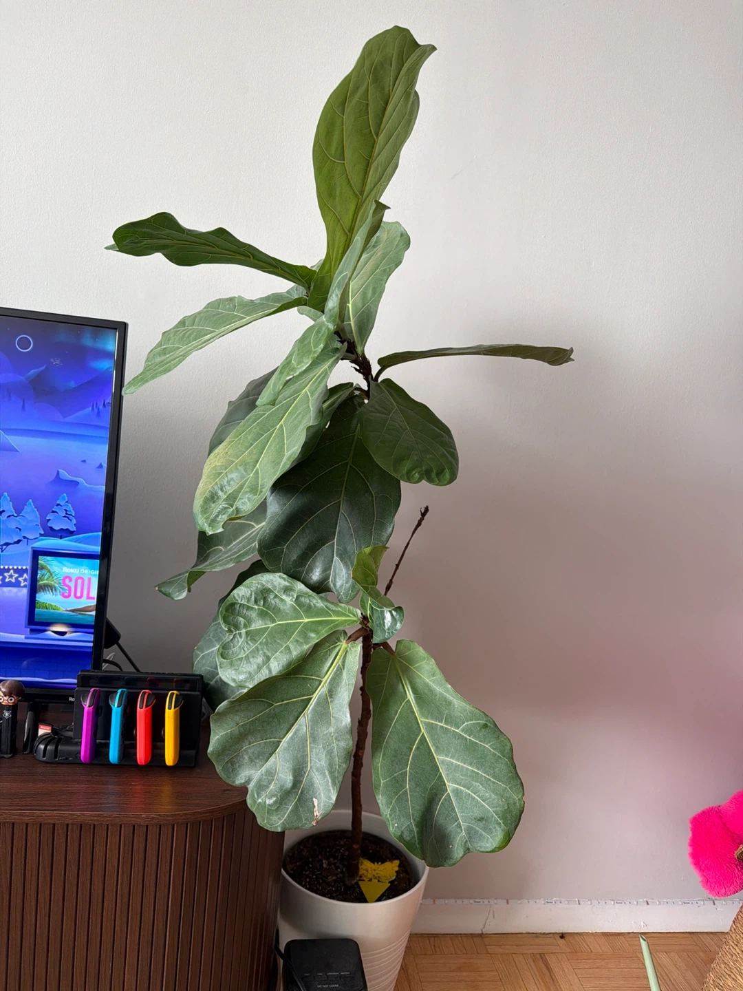 Fiddle Leaf Fig Plant