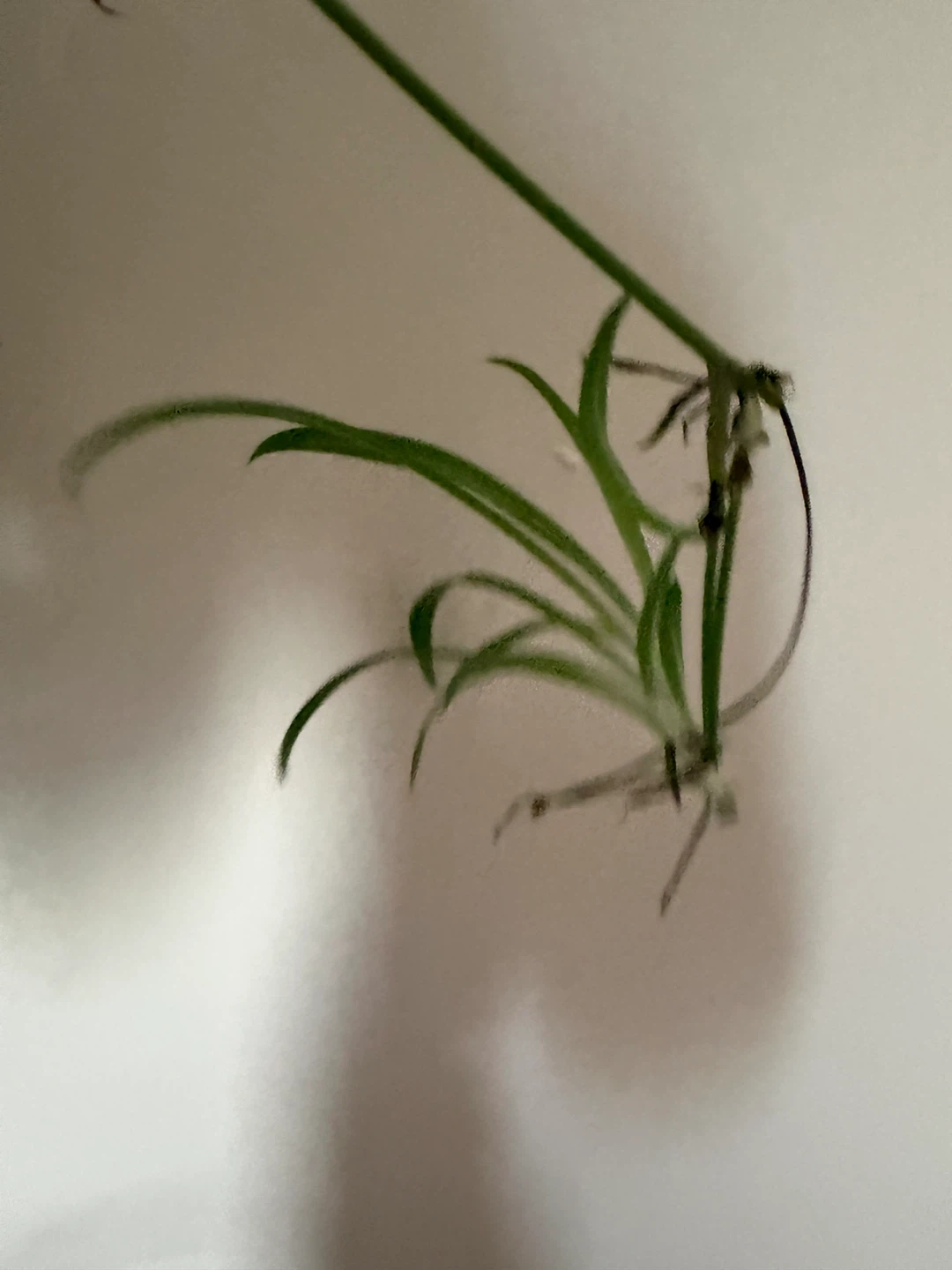Spider Plant Babies - photo 2