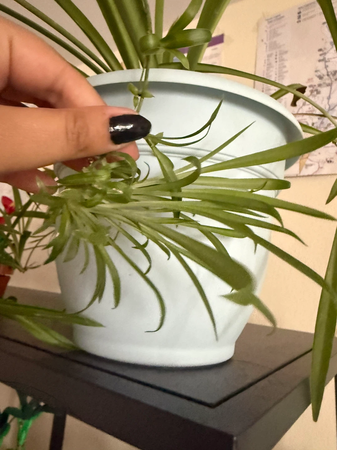 Spider Plant Babies