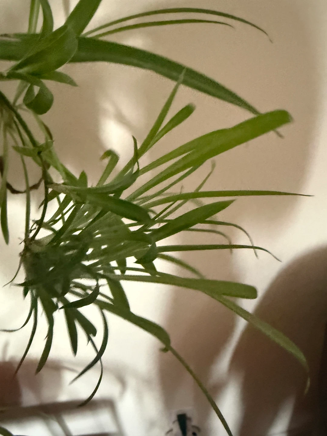 Spider Plant Babies - photo 3