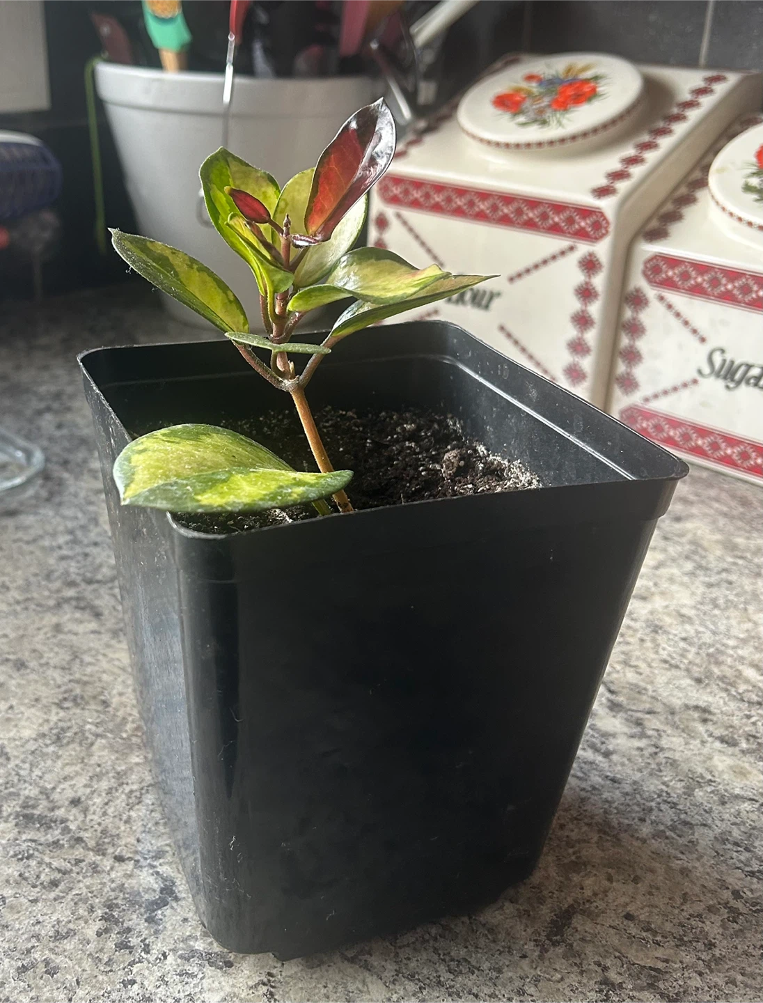 Hoya Carnosa Tricolor Plant 🥕