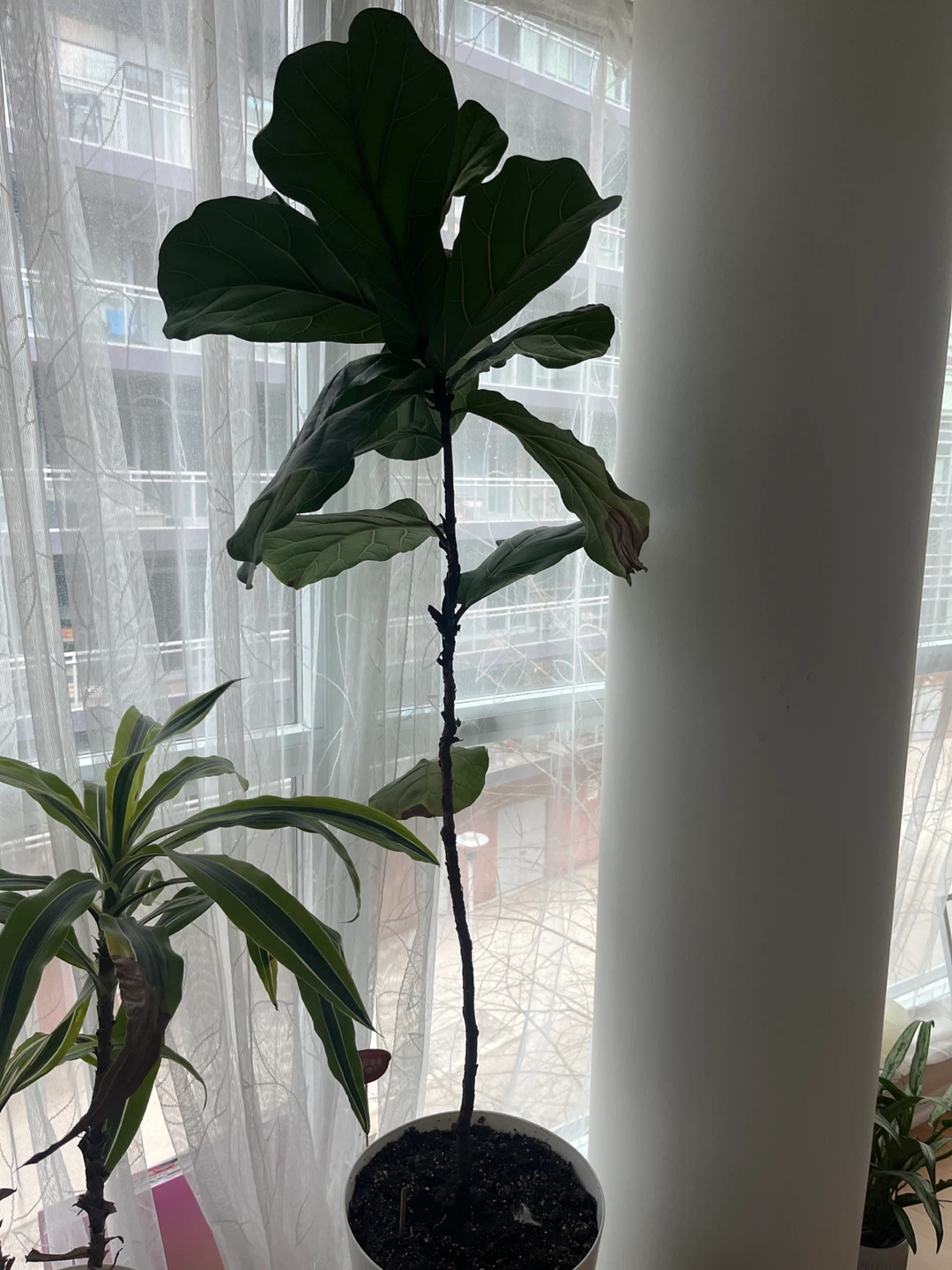 Fiddle Leaf Fig Plant - photo 2