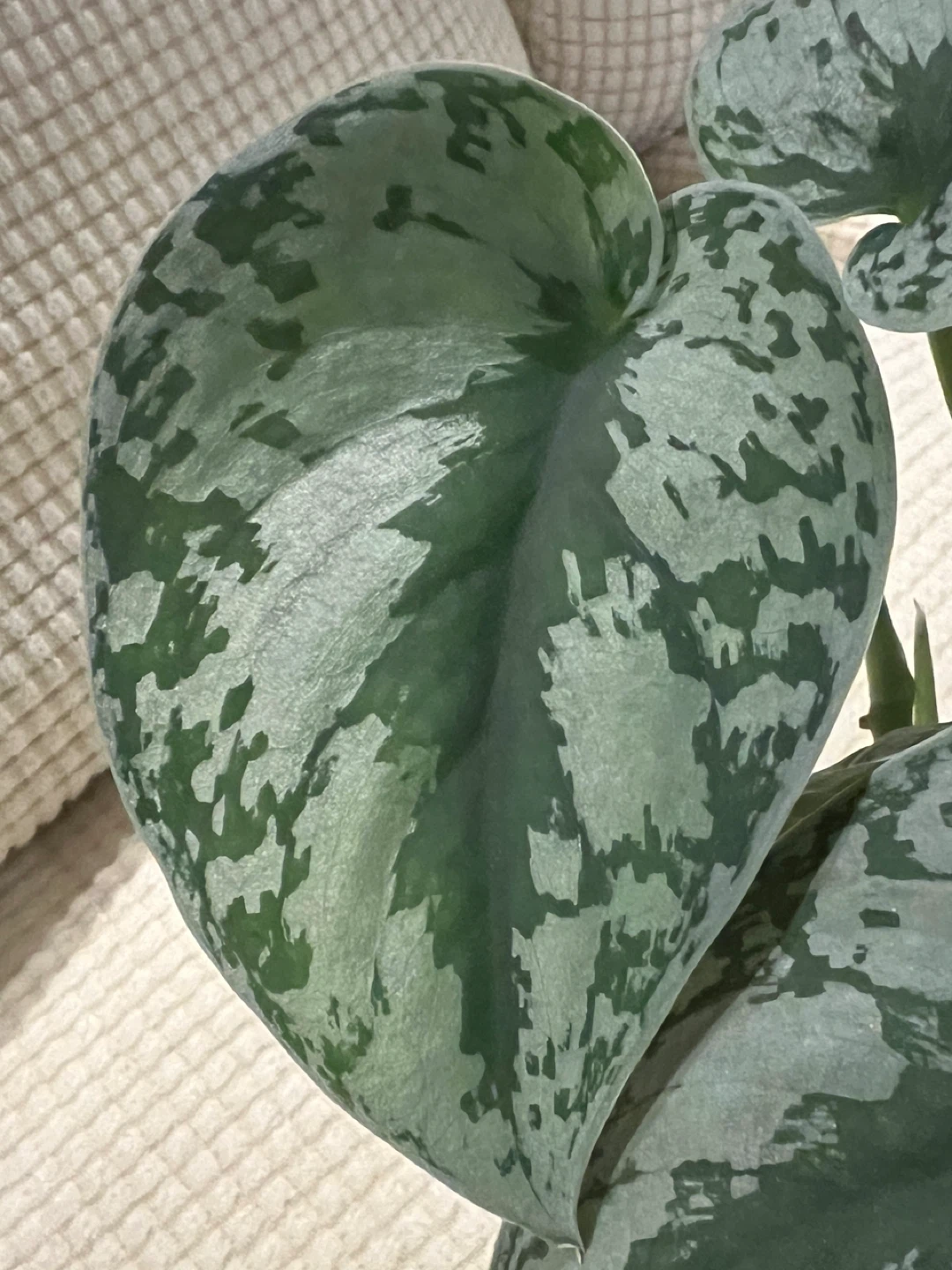 🥕BeautifullyHomeGrown EasyCare ShinySilverPothos ONLY$10