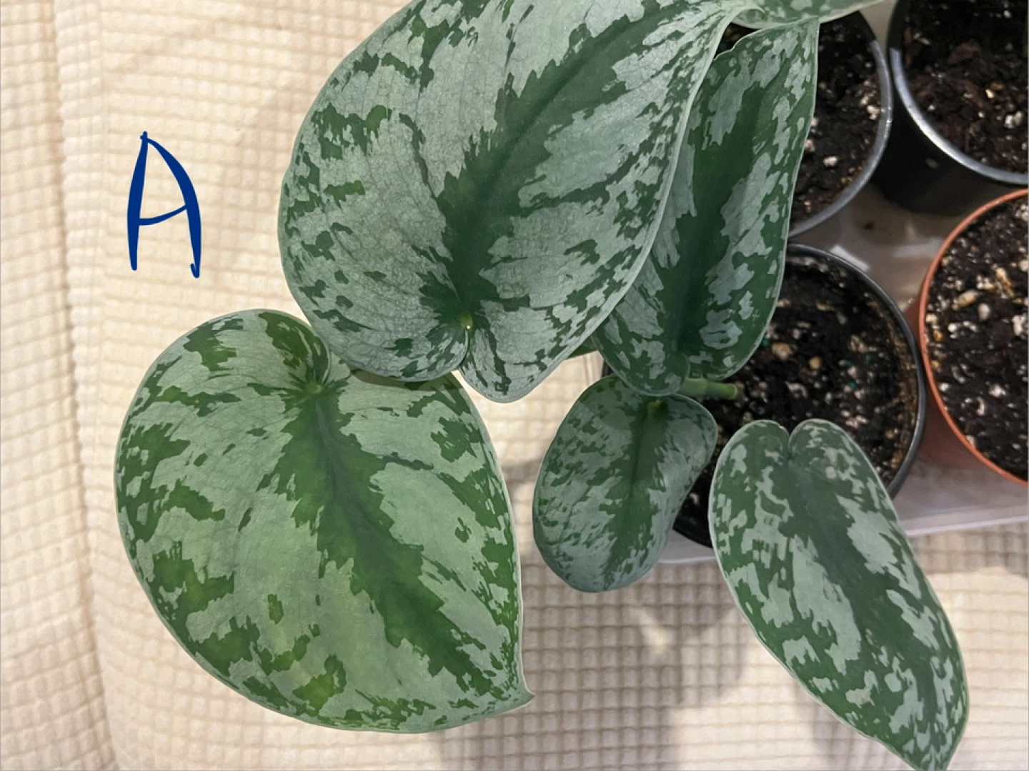 🥕BeautifullyHomeGrown EasyCare ShinySilverPothos ONLY$10 - photo 3