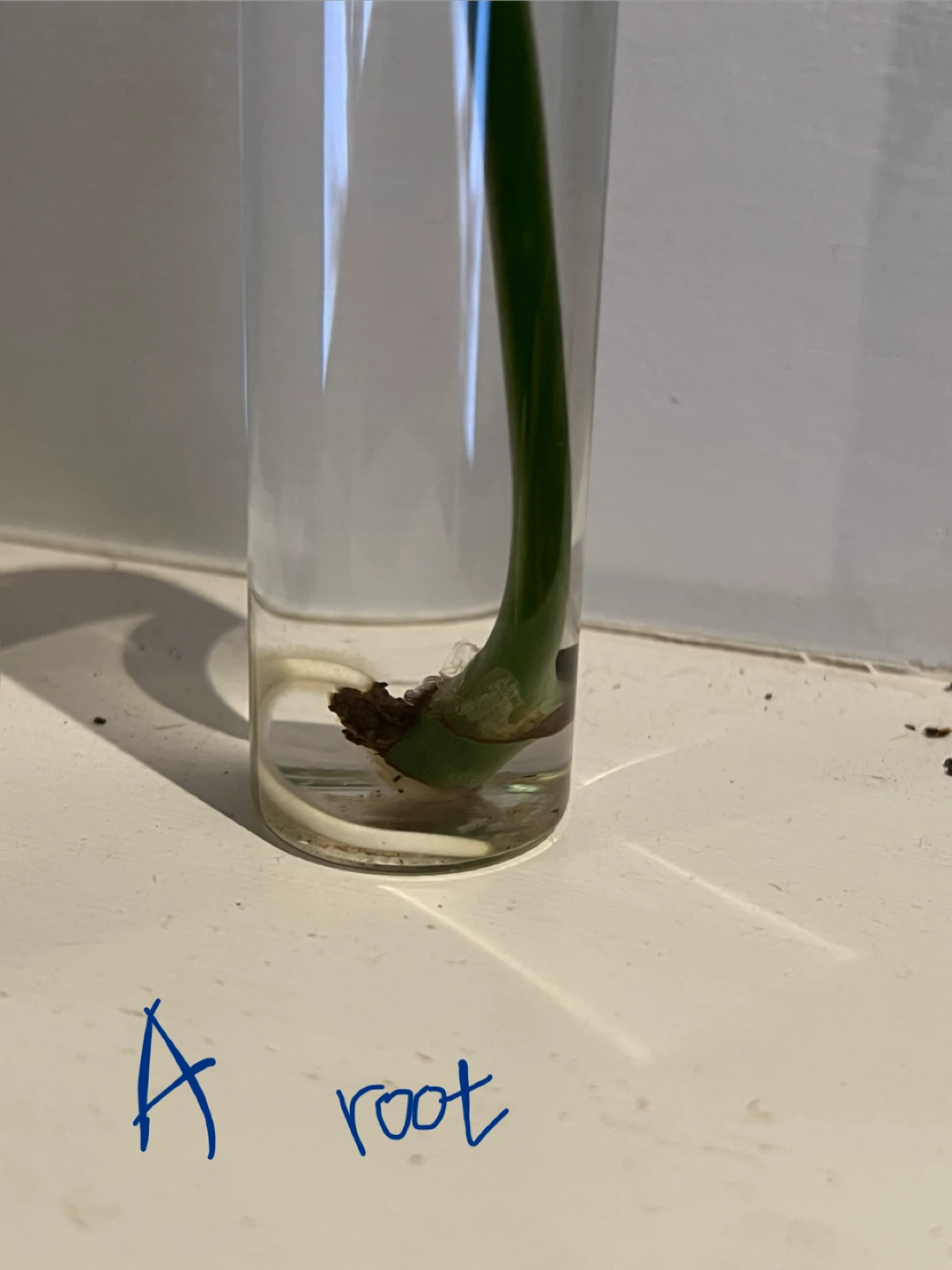 🥕SuperCute MiniMonsteraCut w Root EasyGrow ONLY$5 - photo 3