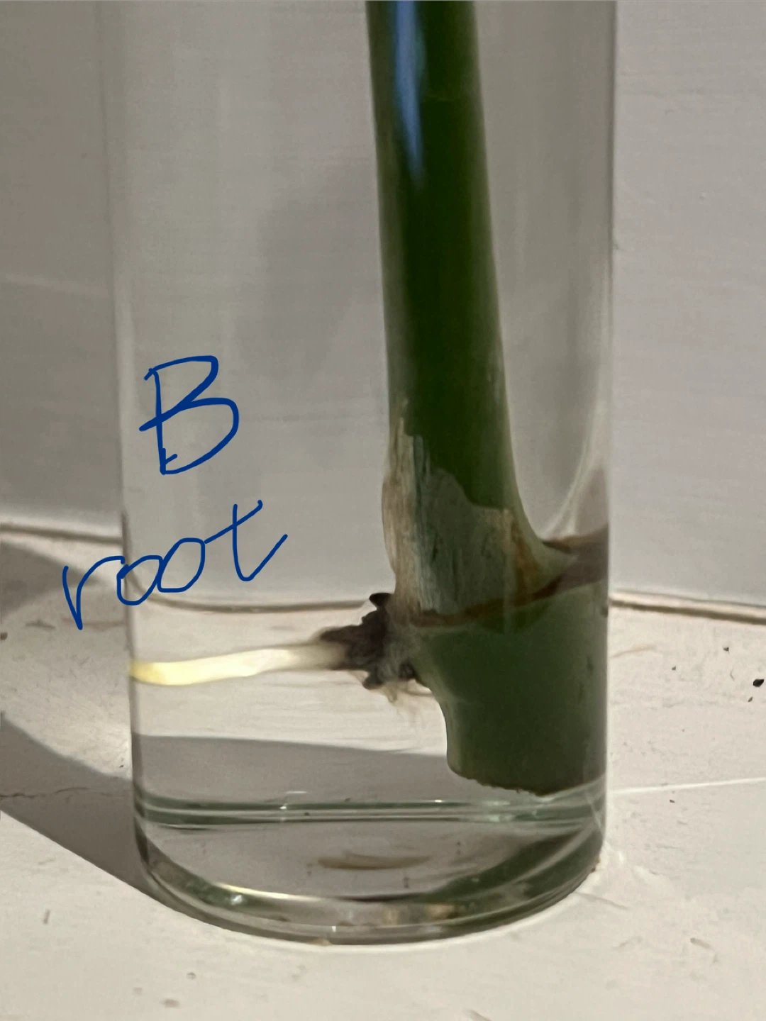 🥕SuperCute MiniMonsteraCut w Root EasyGrow ONLY$5 - photo 5