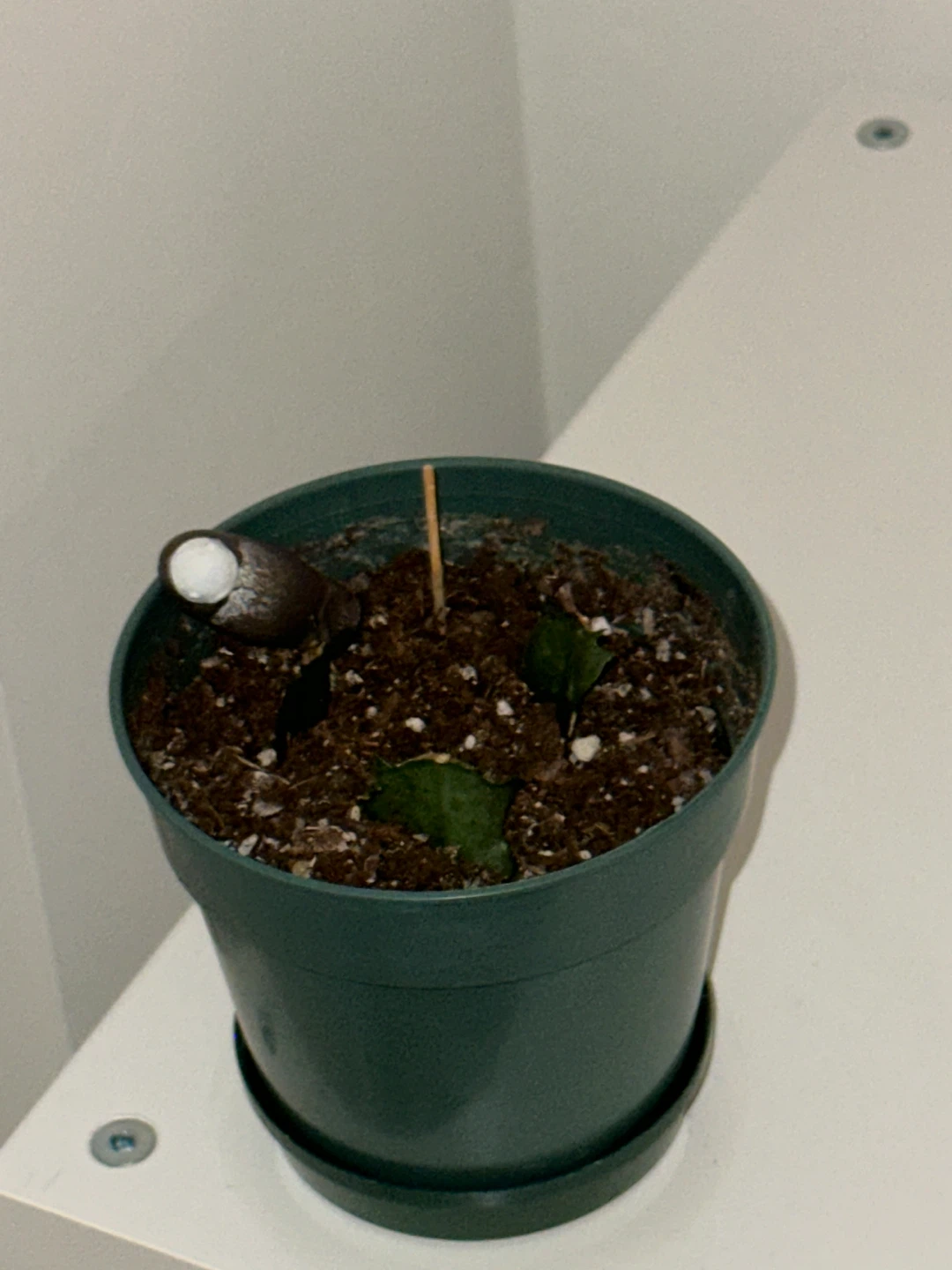 🥕Small Potted Plant with Sprout (orange flower)