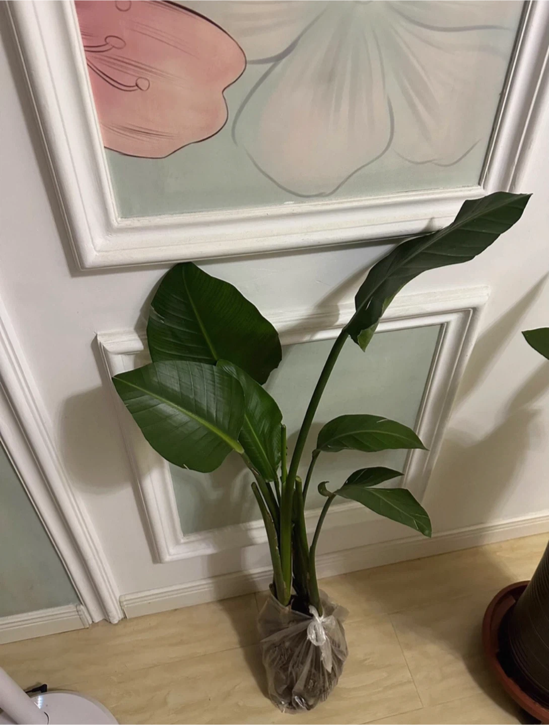 🥕Bird of Paradise Plant