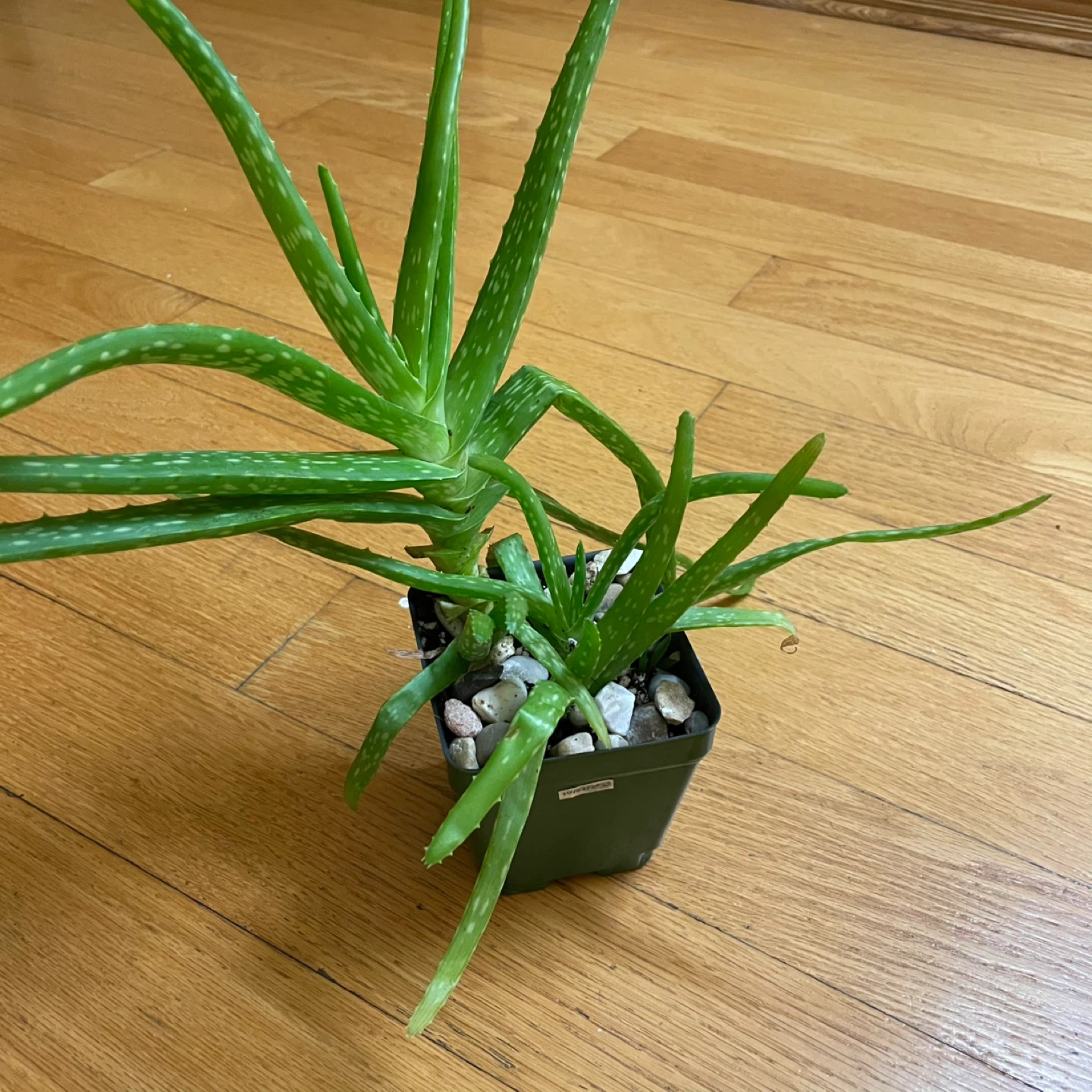 🪴 Aloe Vera and Jade Plant - photo 5