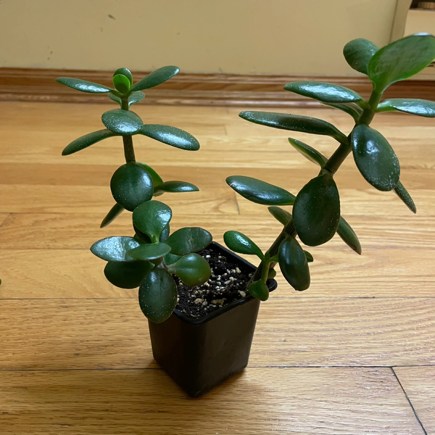 🪴 Aloe Vera and Jade Plant - photo 2
