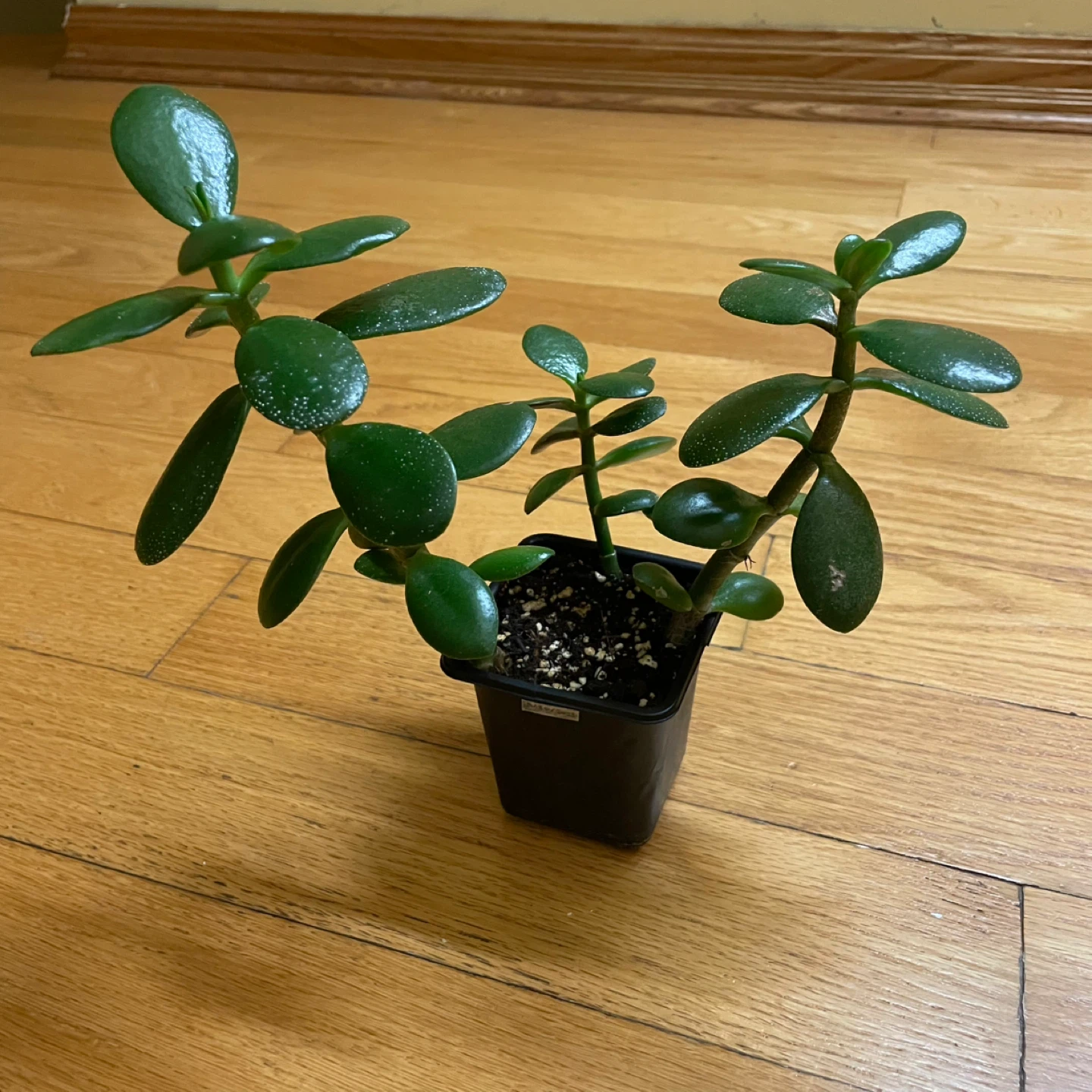 🪴 Aloe Vera and Jade Plant - photo 3