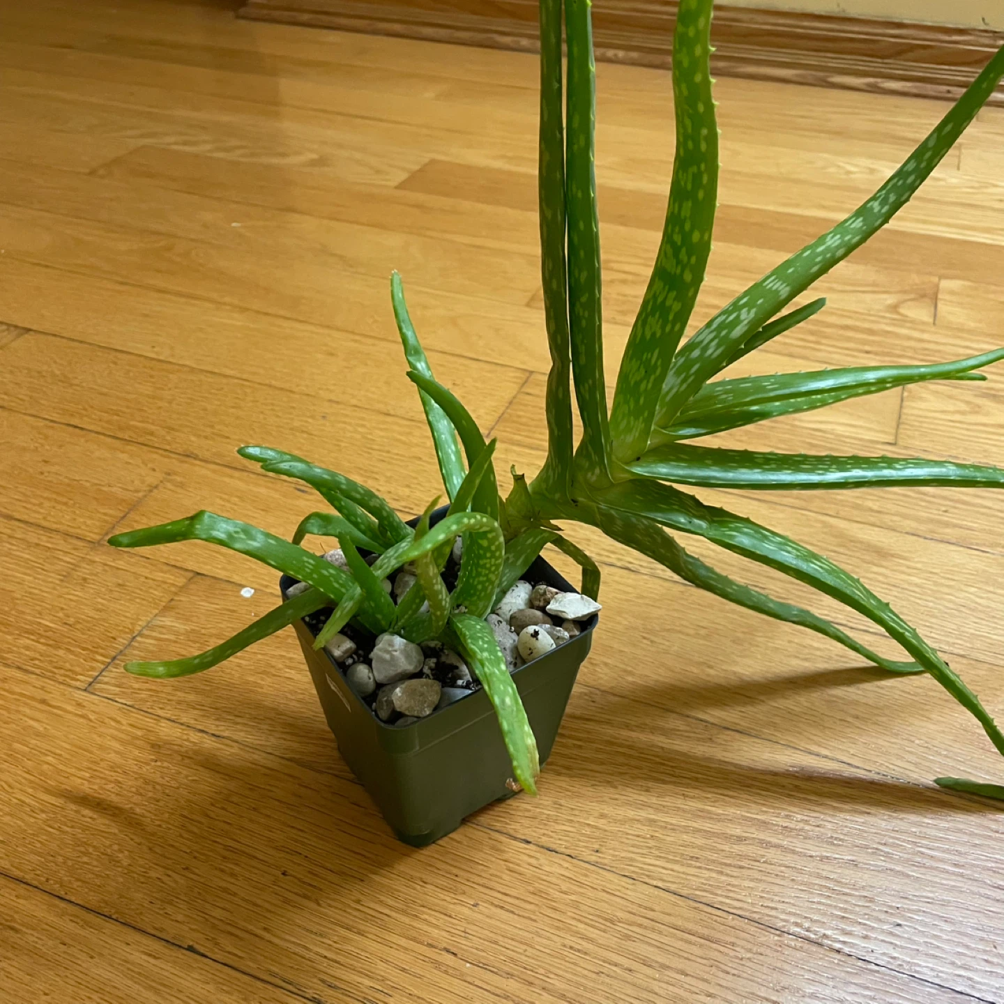 🪴 Aloe Vera and Jade Plant - photo 4