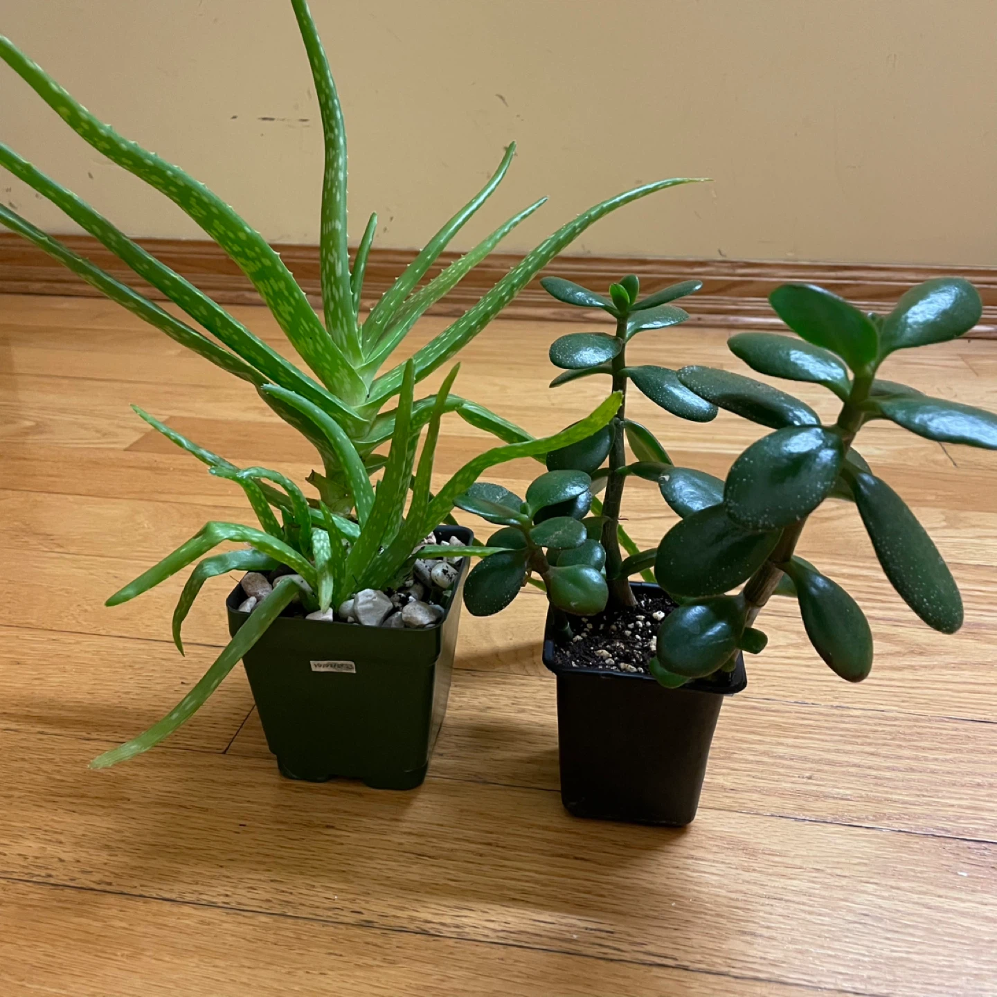 🪴 Aloe Vera and Jade Plant