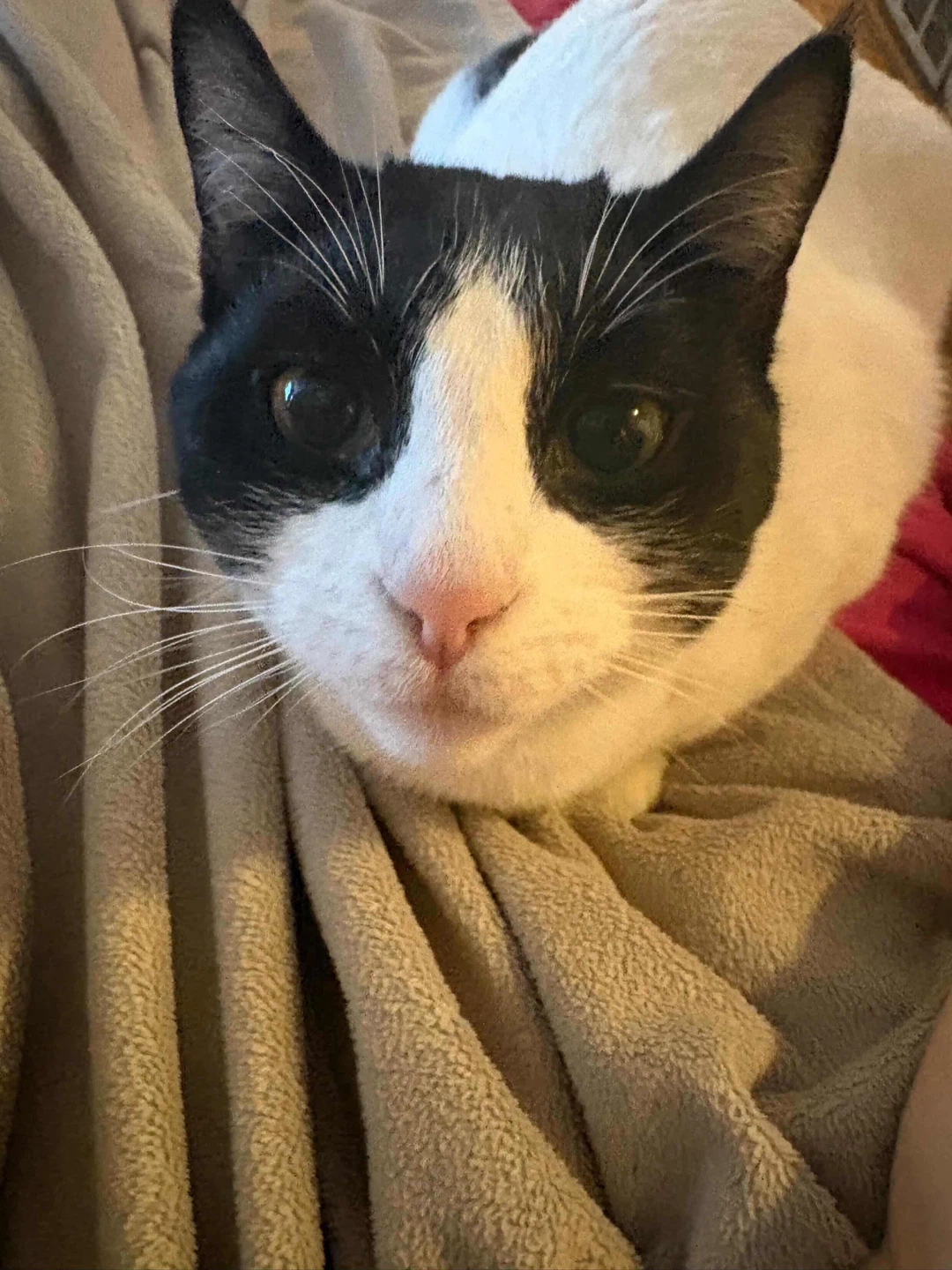 PLEASE HELP US FIND ERNEST 💔 🐱$100 REWARD 💵💴 - photo 2
