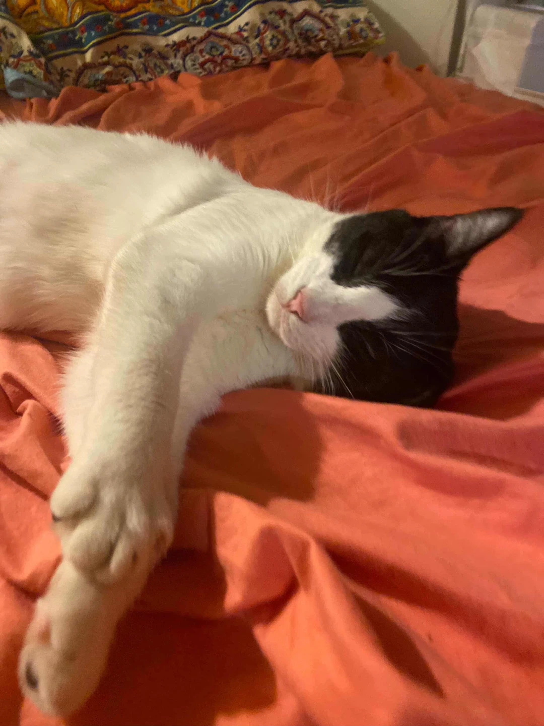 PLEASE HELP US FIND ERNEST 💔 🐱$100 REWARD 💵💴 - photo 5
