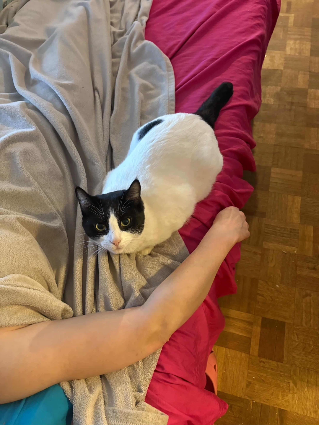 PLEASE HELP US FIND ERNEST 💔 🐱$100 REWARD 💵💴 - photo 4