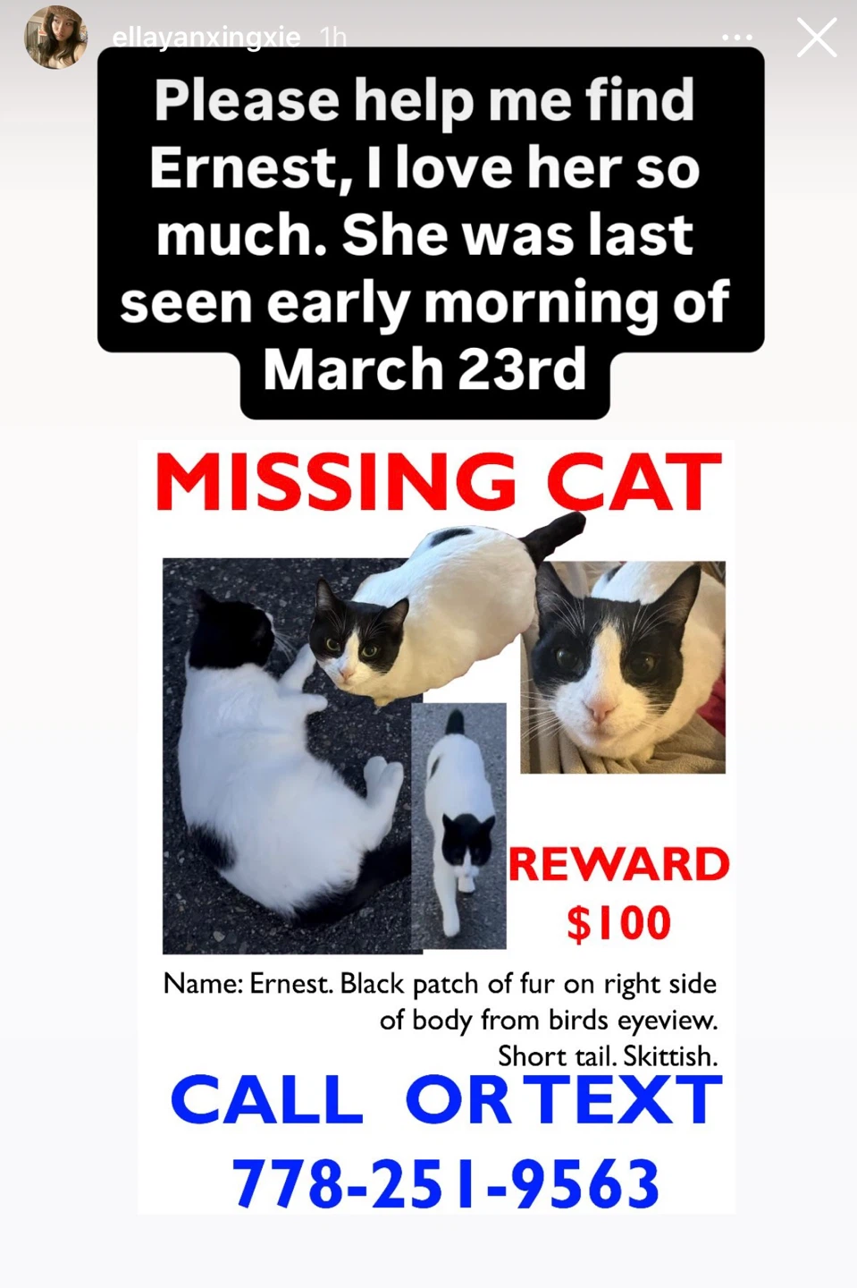 PLEASE HELP US FIND ERNEST 💔 🐱$100 REWARD 💵💴