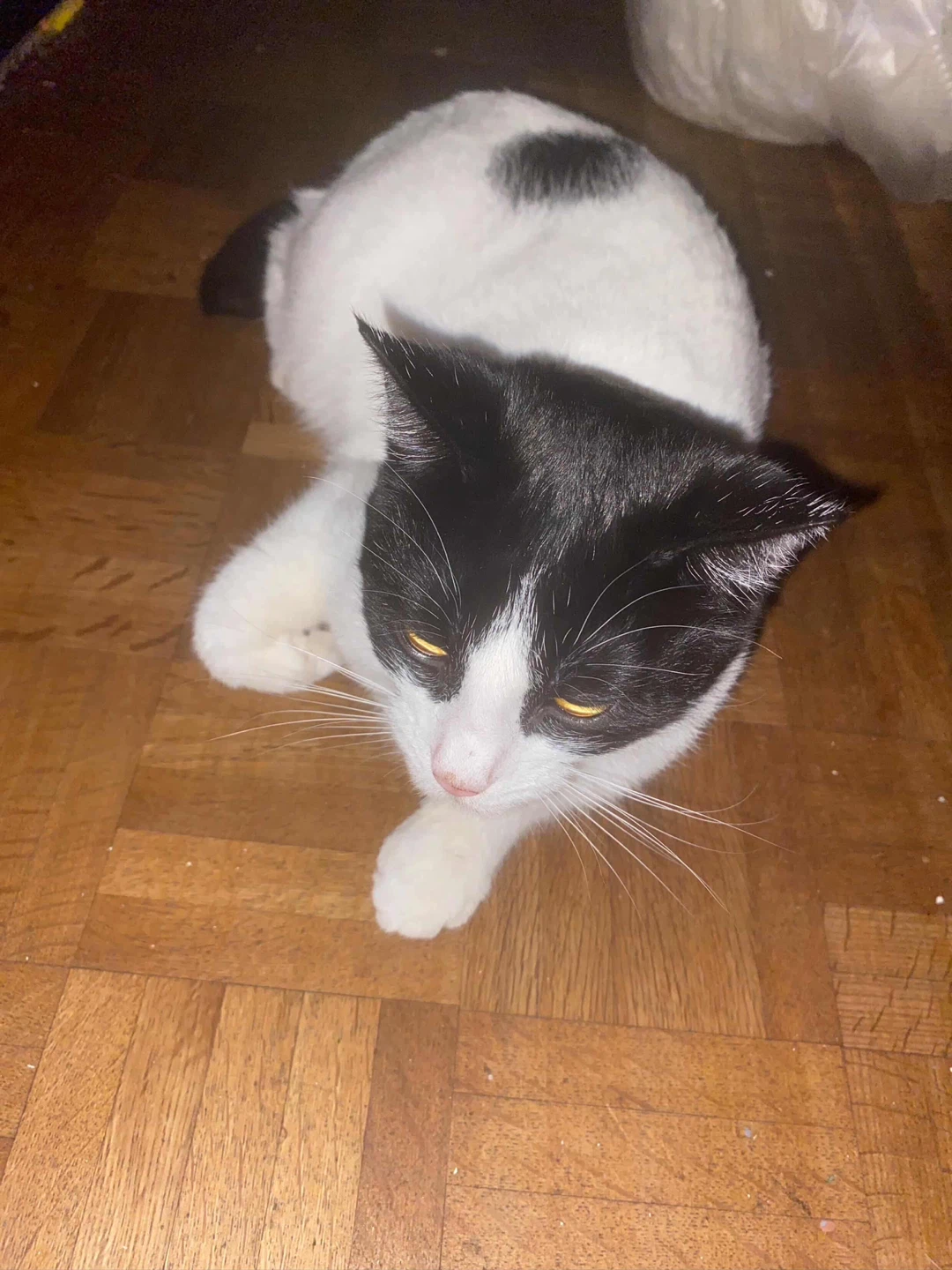 PLEASE HELP US FIND ERNEST 💔 🐱$100 REWARD 💵💴 - photo 3