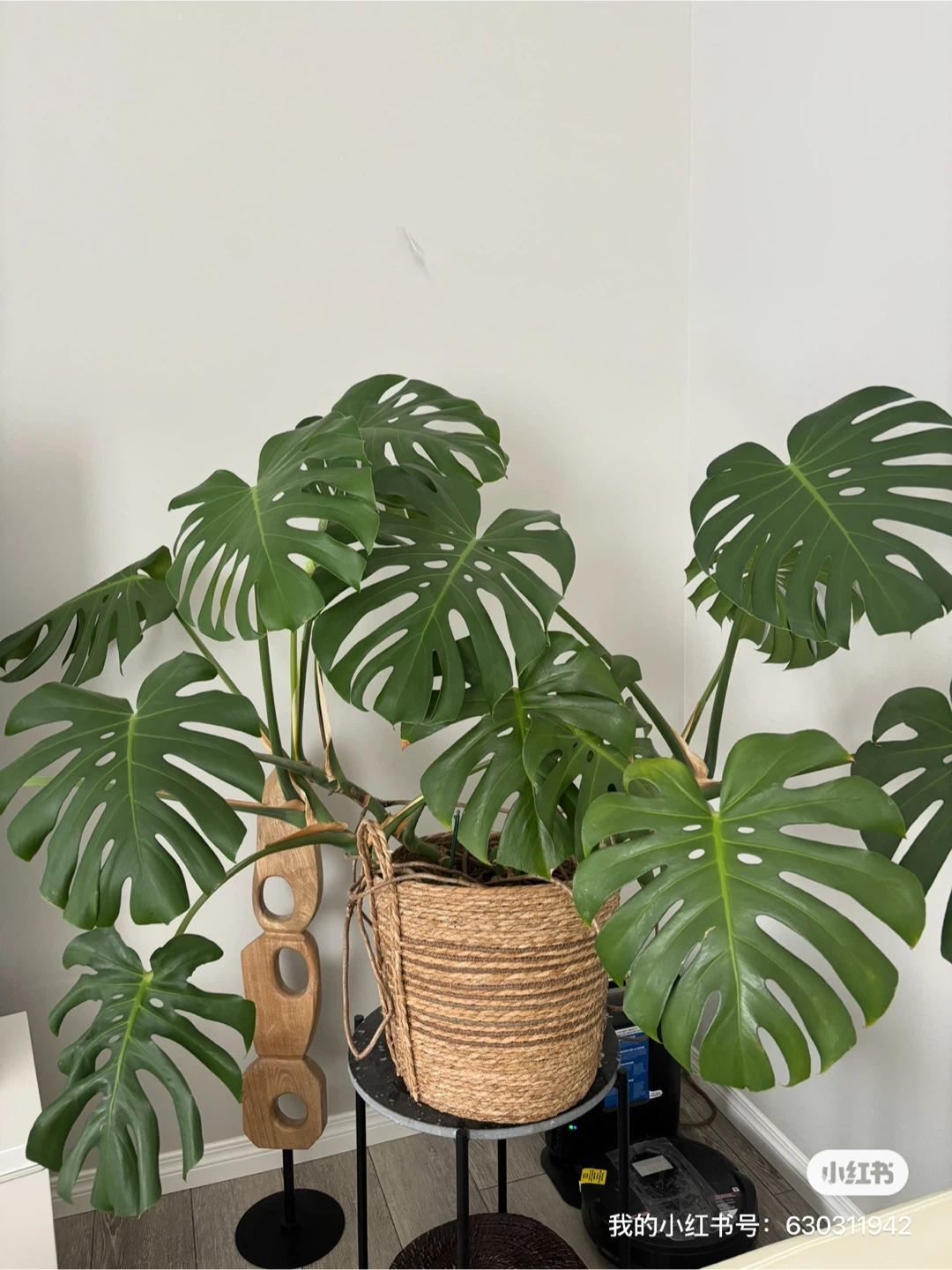 Large Monstera Plant in Woven Basket