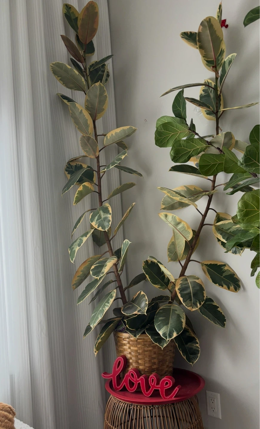 Variegated Rubber Plant