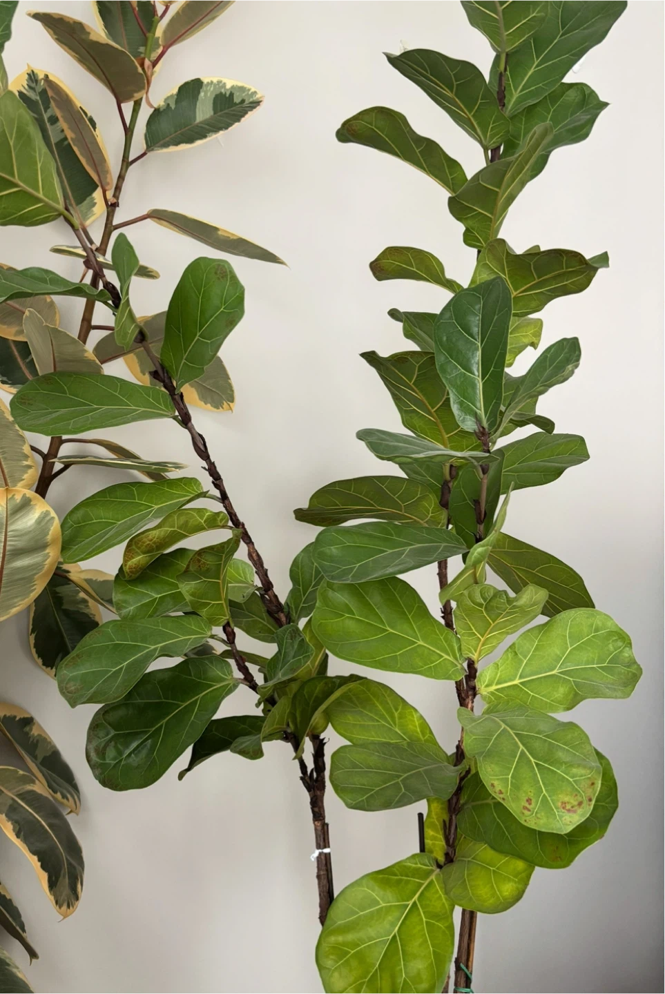 Variegated Ficus Lyrata Plant (Fiddle Leaf Fig)