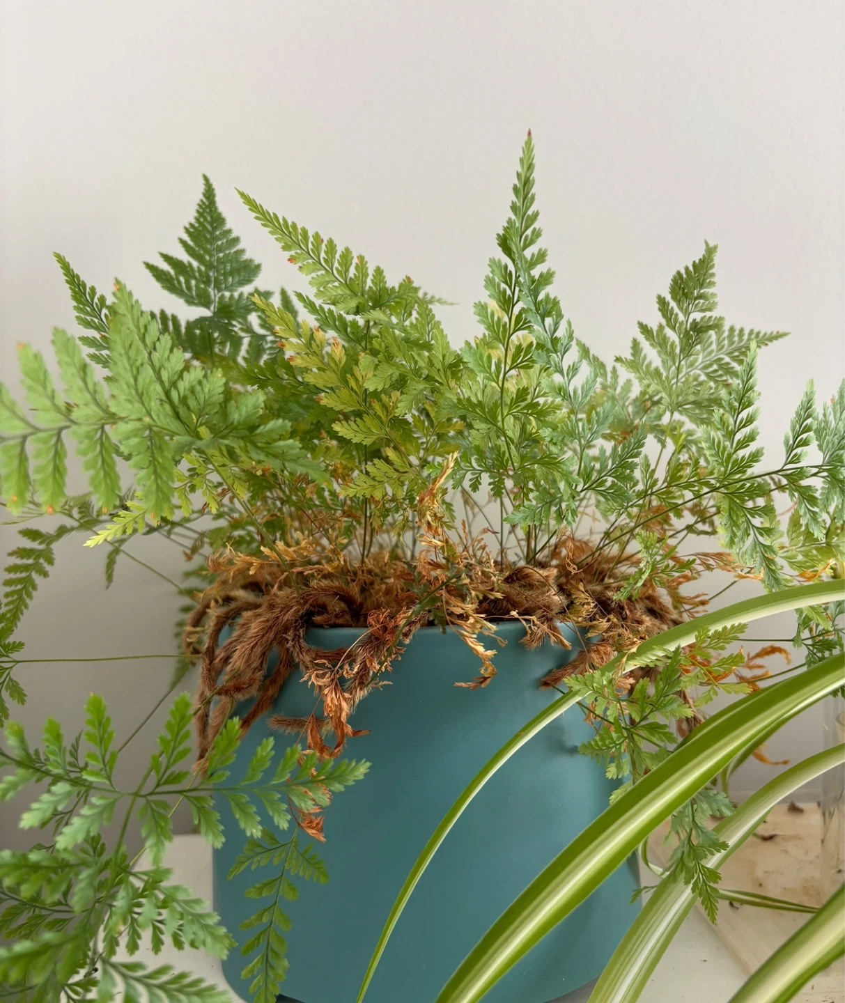 Potted Fern Plant