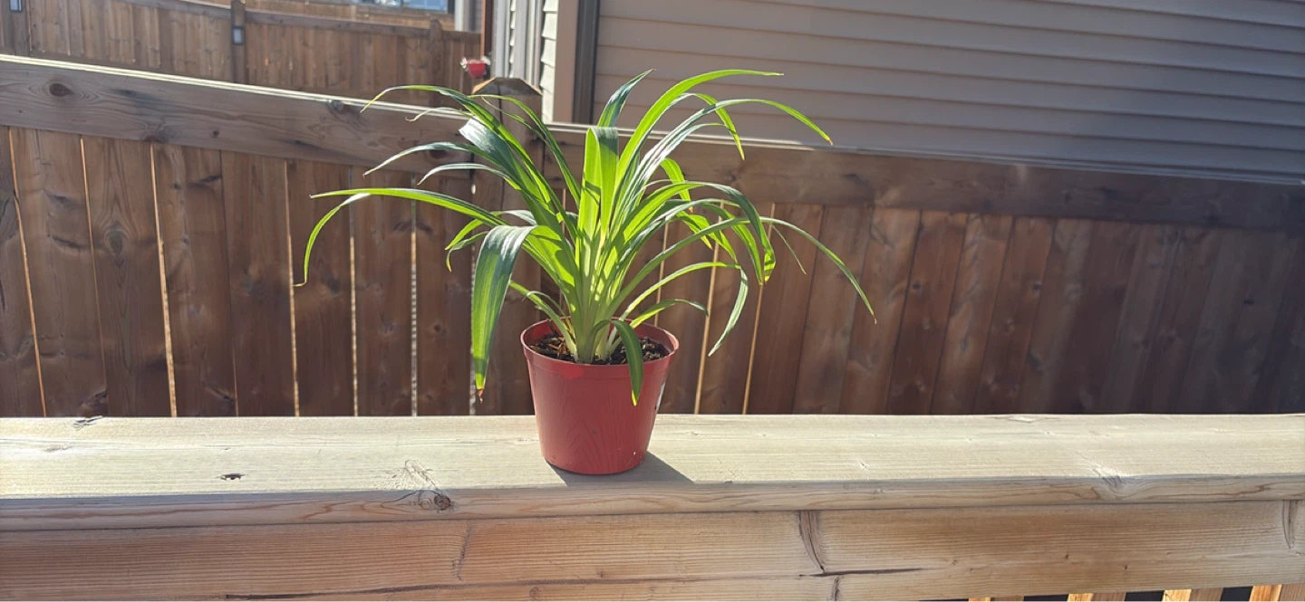 Spider Plants - 7 Healthy Plants