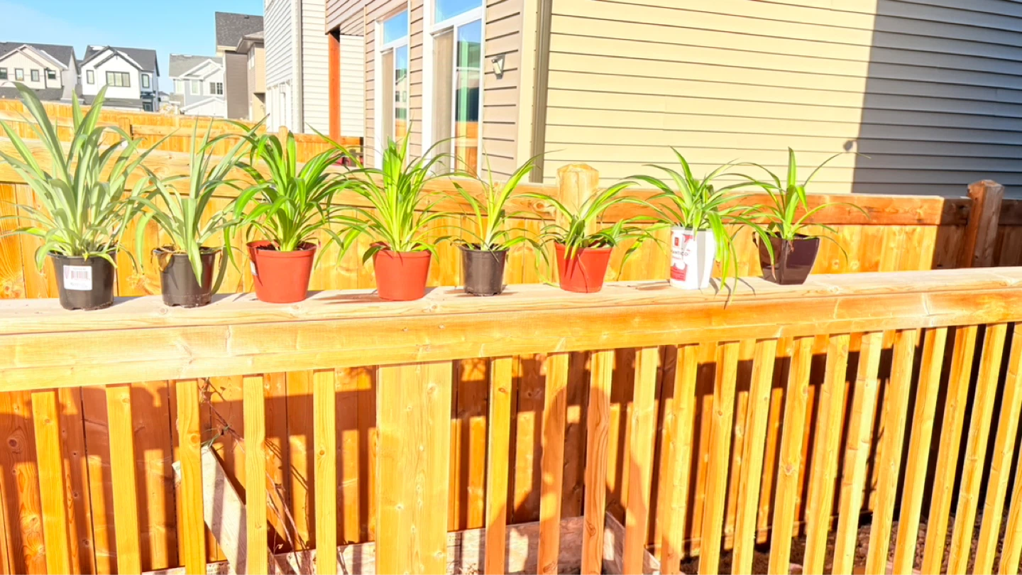 Spider Plants - 7 Healthy Plants - photo 5