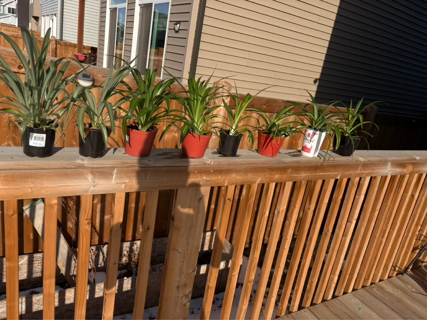 Spider Plants - 7 Healthy Plants - photo 2