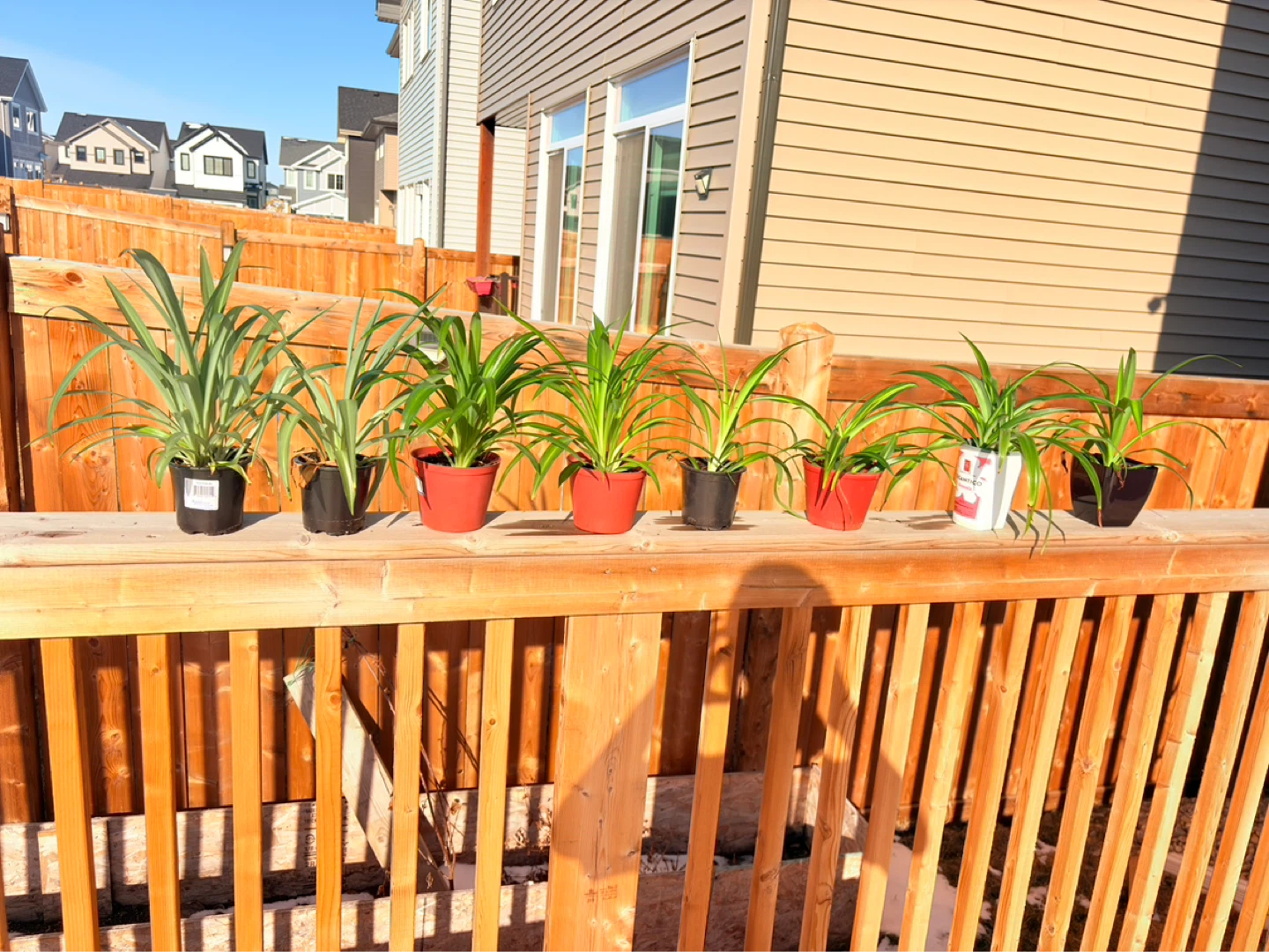 Spider Plants - 7 Healthy Plants - photo 4