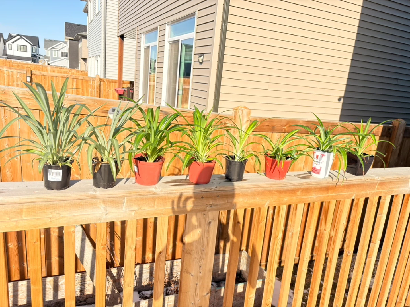 Spider Plants - 7 Healthy Plants - photo 3