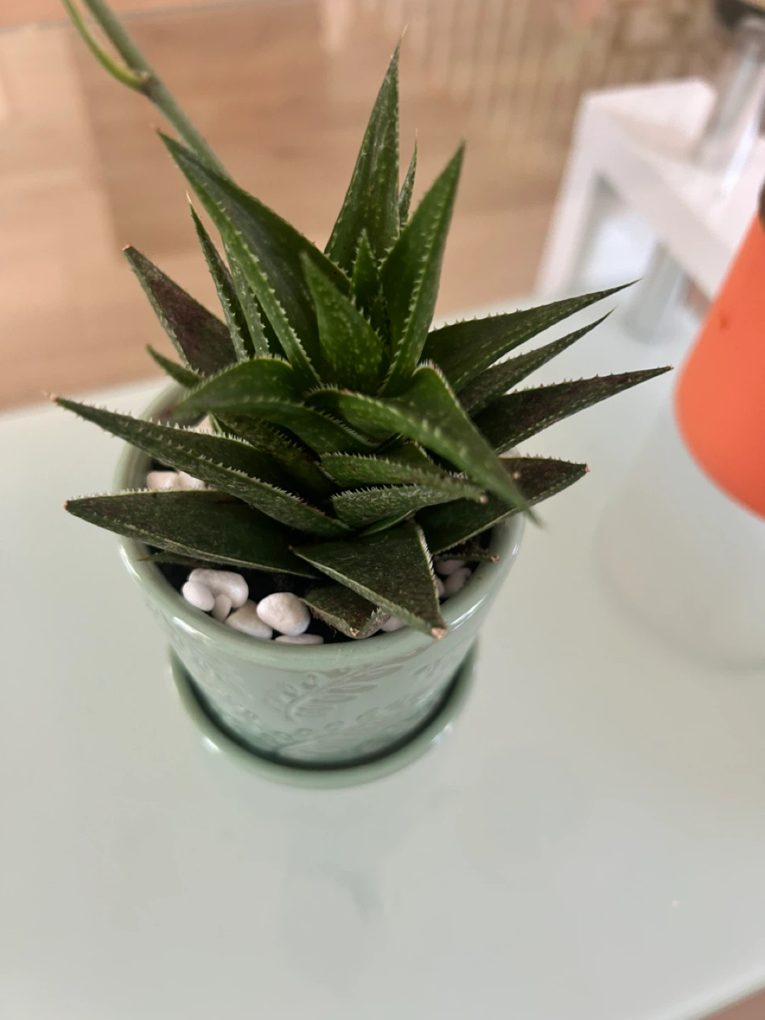 Succulent Plant in Decorative Pot - photo 4
