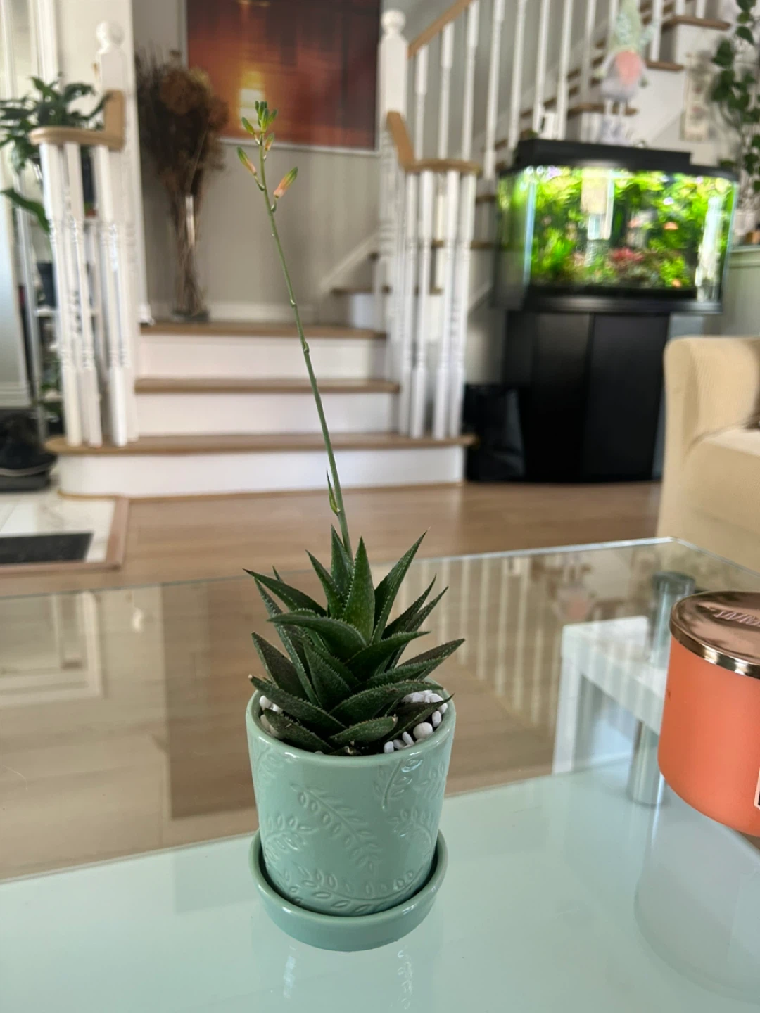 Succulent Plant in Decorative Pot - photo 5