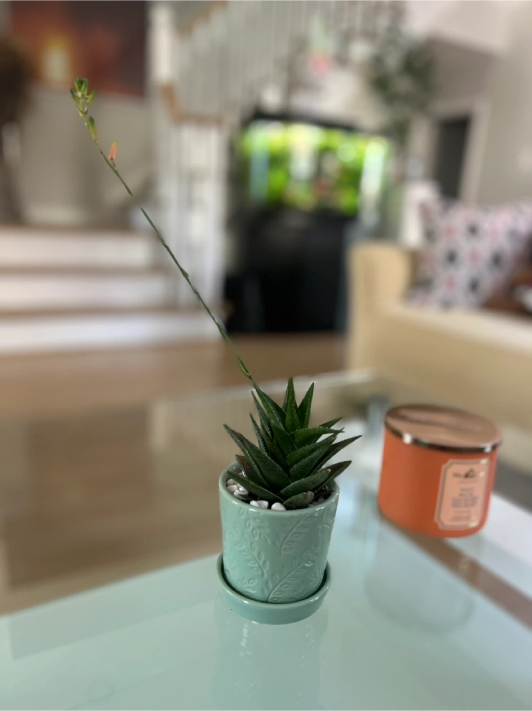 Succulent Plant in Decorative Pot - photo 2