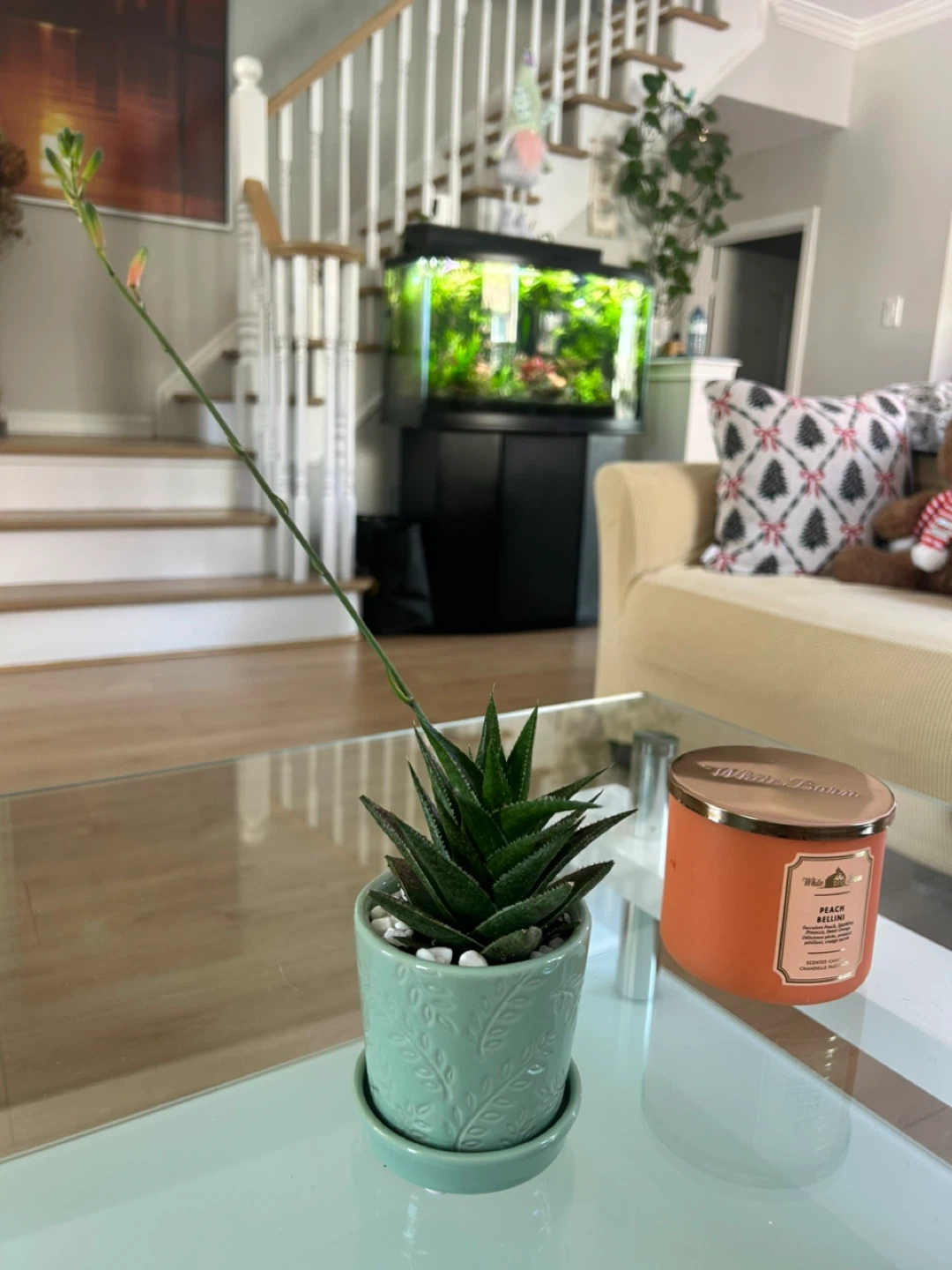 Succulent Plant in Decorative Pot - photo 3