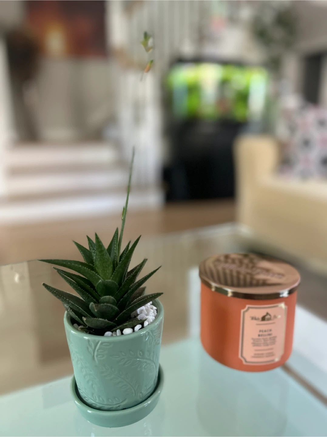 Succulent Plant in Decorative Pot