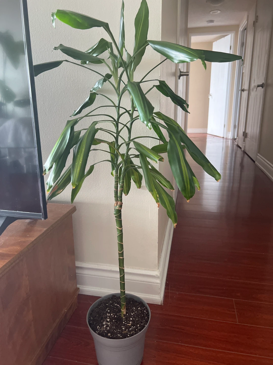 Potted Dracaena Plant